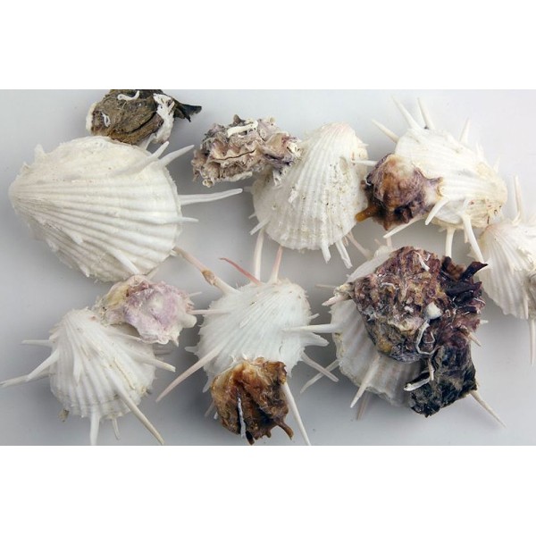 SPONDYLUS SPONDYLUS