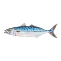 Fischwanddekoration