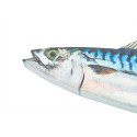 Fischwanddekoration