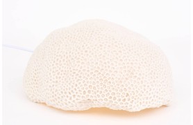 Korallenlampe