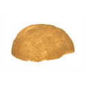 Korallenlampe
