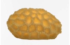 Korallenlampe