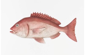 Fischfigur