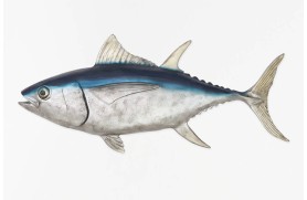 Thunfischfigur