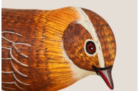 Zaunkönig