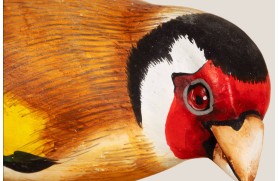 Stieglitz Vogel