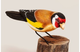 Stieglitz Vogel