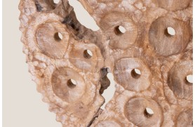 CANBERRA Korallenpaneel