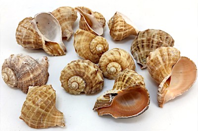 RAPANA RAPIFORMIS