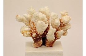 3 Ein. Koralle Pocillopora