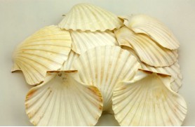 48 un. VIEIRA (IRIS SCALLOP)