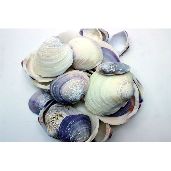 VIOLET CLAM VIOLET CLAM