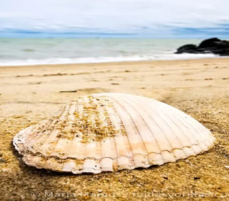 Meermuschel - Koralle - Seesterne